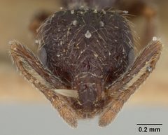 Monomorium minimum cyaneum by the Smithsonian. Used under a CC0 license.