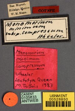 Monomorium minimum compressum by the Smithsonian. Used under a CC0 license.