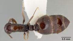 Monomorium trageri by the Smithsonian. Used under a CC0 license.