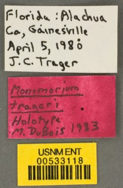 Monomorium trageri by the Smithsonian. Used under a CC0 license.