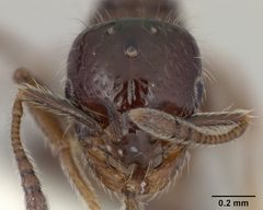 Monomorium trageri by the Smithsonian. Used under a CC0 license.