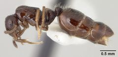 Monomorium trageri by the Smithsonian. Used under a CC0 license.