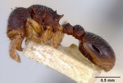 Myrmecina graminicola texana by the Smithsonian. Used under a CC0 license.