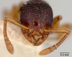 Myrmecina graminicola texana by the Smithsonian. Used under a CC0 license.