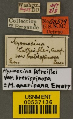 Myrmecina latreillei americana var. brevispinosa by the Smithsonian. Used under a CC0 license.