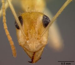 Myrmecocystus mexicanus navajo by the Smithsonian. Used under a CC0 license.