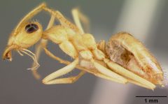 Myrmecocystus mexicanus navajo by the Smithsonian. Used under a CC0 license.