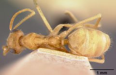 Myrmecocystus mexicanus var. mojave by the Smithsonian. Used under a CC0 license.
