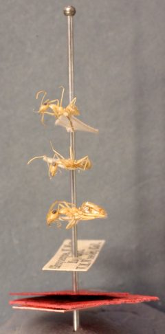 Myrmecocystus mexicanus navajo by the Smithsonian. Used under a CC0 license.