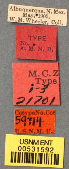 Myrmecocystus mexicanus navajo by the Smithsonian. Used under a CC0 license.