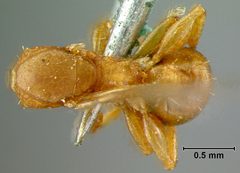 Nesomyrmex clavipilis by the Smithsonian. Used under a CC0 license.