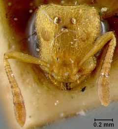 Nesomyrmex clavipilis by the Smithsonian. Used under a CC0 license.