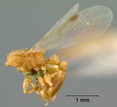 Nesomyrmex clavipilis by the Smithsonian. Used under a CC0 license.