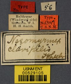 Nesomyrmex clavipilis by the Smithsonian. Used under a CC0 license.