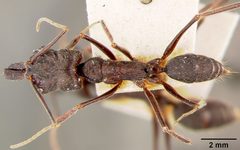 Odontomachus haematodus race opaciventris by the Smithsonian. Used under a CC0 license.