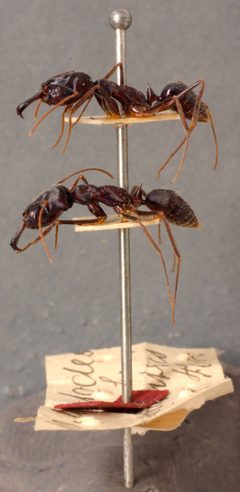 Odontomachus haematodus race opaciventris by the Smithsonian. Used under a CC0 license.