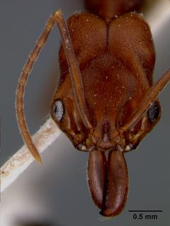 Odontomachus haematodus ruginodis by the Smithsonian. Used under a CC0 license.