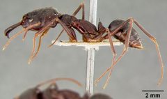 Odontomachus haematodus race opaciventris by the Smithsonian. Used under a CC0 license.