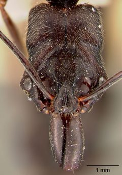 Odontomachus haematodus race opaciventris by the Smithsonian. Used under a CC0 license.