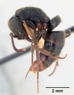 Pachycondyla harpax var. irina by the Smithsonian. Used under a CC0 license.