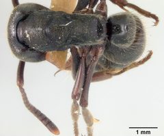 Pachycondyla harpax var. irina by the Smithsonian. Used under a CC0 license.