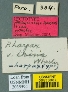 Pachycondyla harpax var. irina by the Smithsonian. Used under a CC0 license.