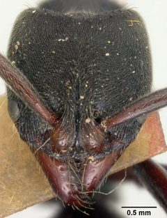 Pachycondyla harpax var. irina by the Smithsonian. Used under a CC0 license.