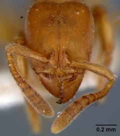 Pachycondyla (Pseudoponera) sauteri by the Smithsonian. Used under a CC0 license.