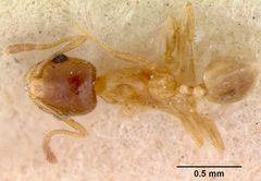Pheidole californica var. incenata by the Smithsonian. Used under a CC0 license.