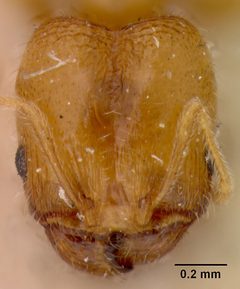 Pheidole californica var. incenata by the Smithsonian. Used under a CC0 license.