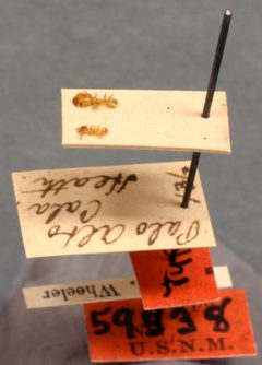 Pheidole californica var. incenata by the Smithsonian. Used under a CC0 license.