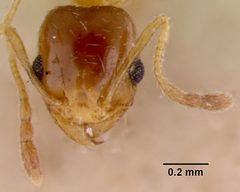Pheidole californica var. incenata by the Smithsonian. Used under a CC0 license.