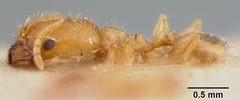 Pheidole californica var. incenata by the Smithsonian. Used under a CC0 license.
