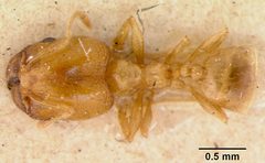 Pheidole californica var. incenata by the Smithsonian. Used under a CC0 license.