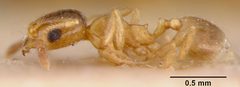Pheidole californica var. incenata by the Smithsonian. Used under a CC0 license.