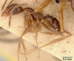 Pheidole desertorum var. comanche by the Smithsonian. Used under a CC0 license.