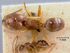 Pheidole desertorum var. comanche by the Smithsonian. Used under a CC0 license.