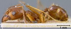 Pheidole desertorum var. comanche by the Smithsonian. Used under a CC0 license.