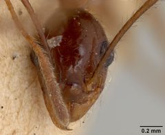 Pheidole desertorum var. comanche by the Smithsonian. Used under a CC0 license.