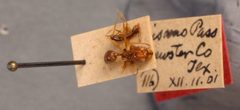 Pheidole desertorum var. comanche by the Smithsonian. Used under a CC0 license.