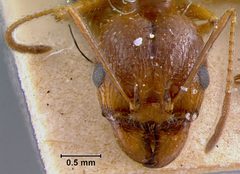 Pheidole desertorum var. comanche by the Smithsonian. Used under a CC0 license.