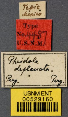 Pheidole floridana var. deplanata by the Smithsonian. Used under a CC0 license.