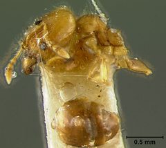 Pheidole floridana var. deplanata by the Smithsonian. Used under a CC0 license.