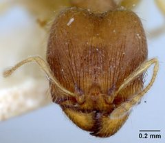 Pheidole floridana stomachosa by the Smithsonian. Used under a CC0 license.