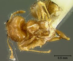 Pheidole floridana var. deplanata by the Smithsonian. Used under a CC0 license.