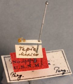 Pheidole floridana var. deplanata by the Smithsonian. Used under a CC0 license.
