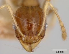 Pheidole floridana stomachosa by the Smithsonian. Used under a CC0 license.