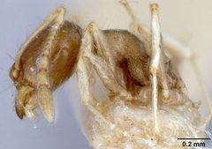 Pheidole floridana stomachosa by the Smithsonian. Used under a CC0 license.