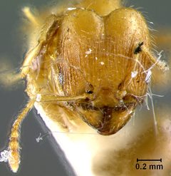 Pheidole floridana var. deplanata by the Smithsonian. Used under a CC0 license.