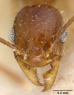 Pheidole hyatti var. ecitonodora by the Smithsonian. Used under a CC0 license.